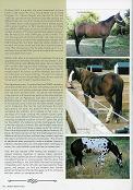 Western Horse Page 3 button