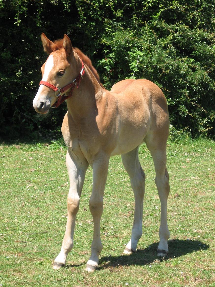 photo of 2011 filly