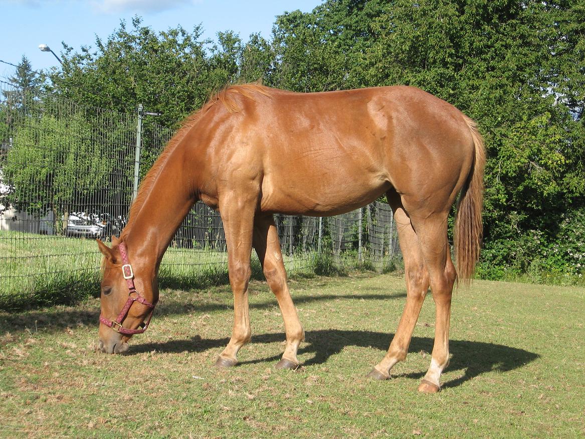 photo of 2009 filly