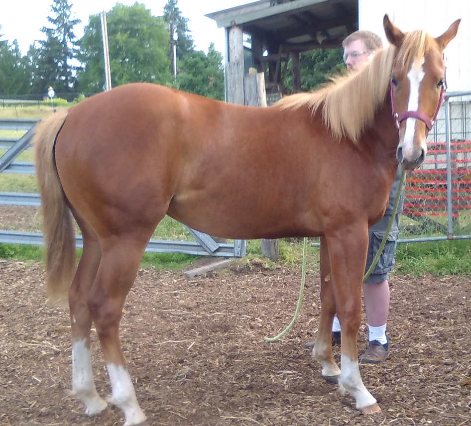 photo of 2015 filly