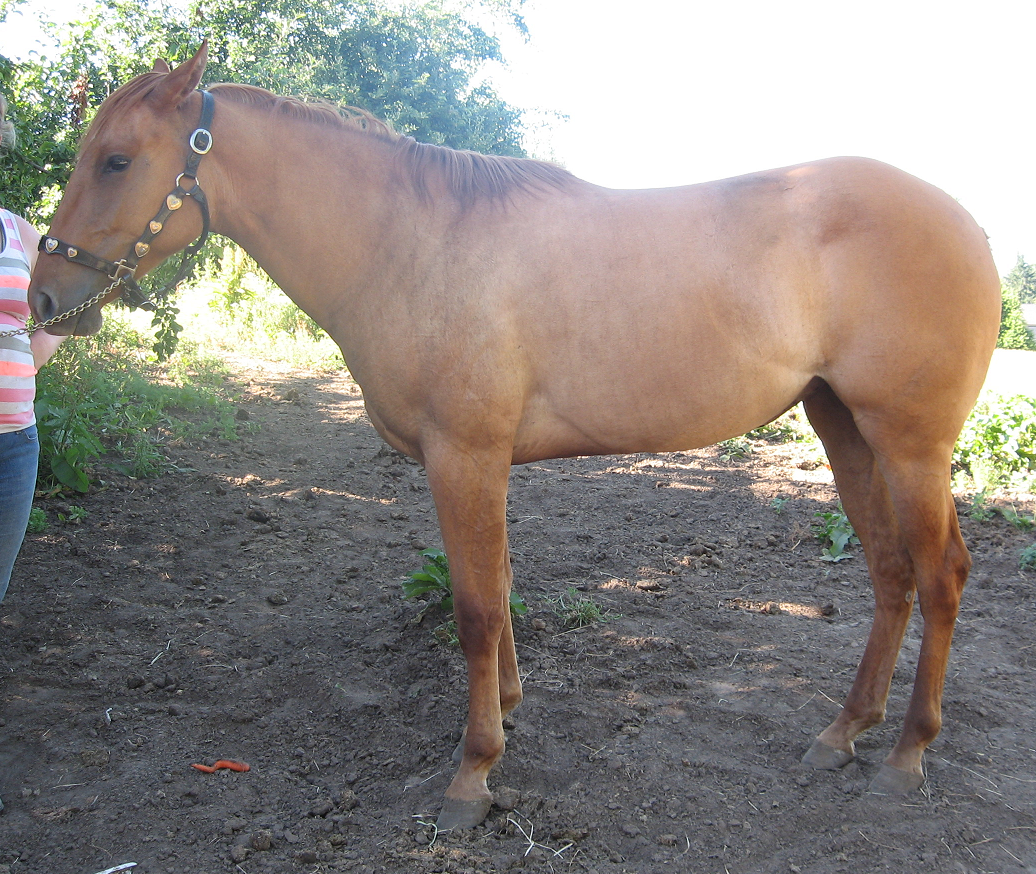 photo of 2013 filly