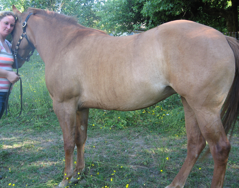 photo of 2012 filly
