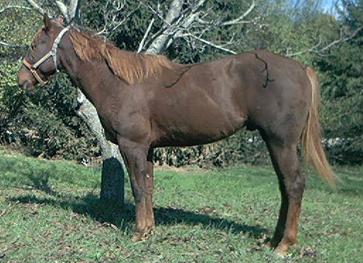photo of 2003 colt