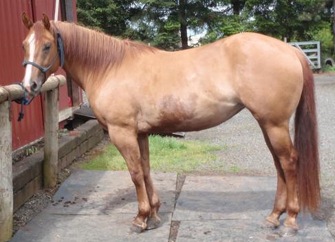 photo of 2007 filly