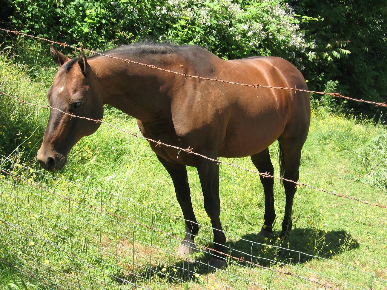 Punky begging in 2008