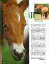 Cavallo Page 2 button
